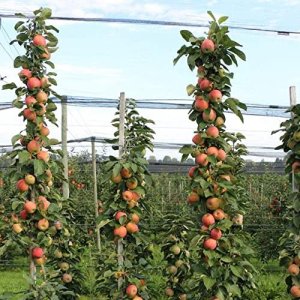 Nízkokmenná jabloň stĺpovitá (Malus ballerina) ´POLKA´ - jesenná, výška: 60-80 cm, kont. C3L